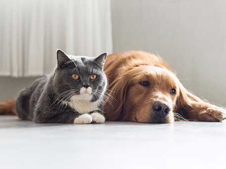 A dog and cat cuddle together at 422 At The Lake.