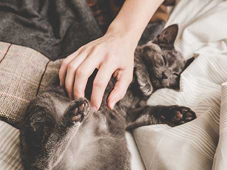 A sweet kitten enjoys a belly rub at 422 At The Lake.
