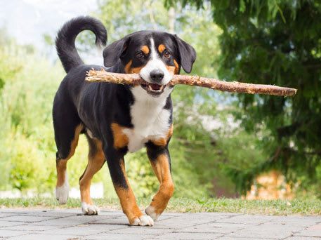 Enjoy the rooftop dog park at our Denver, CO luxury apartments