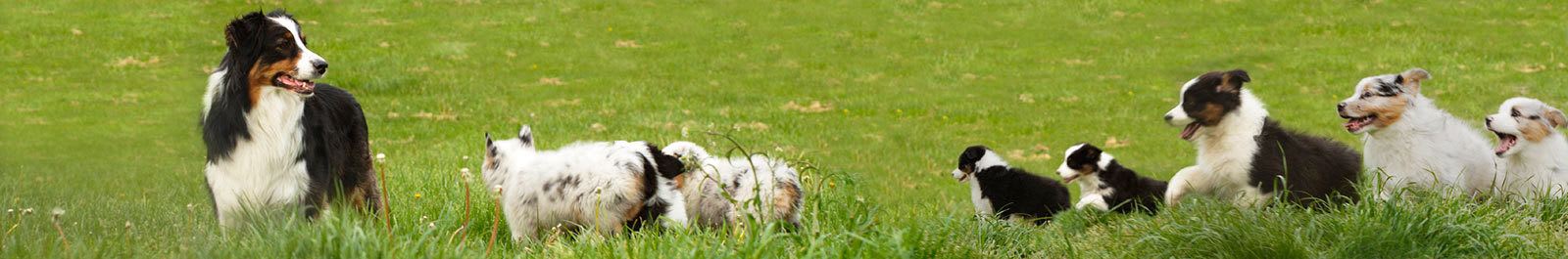 Pet friendly apartments in Seattle WA