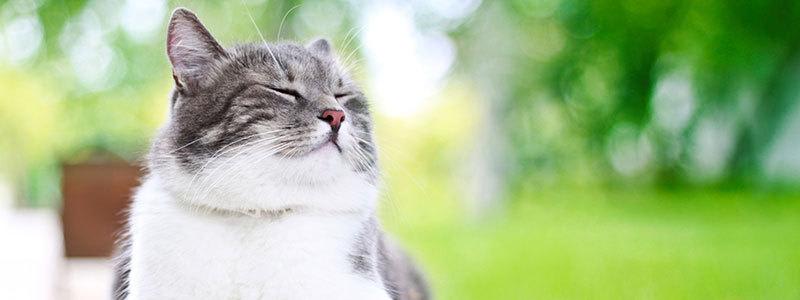 Cat Friendly at Eight O Five