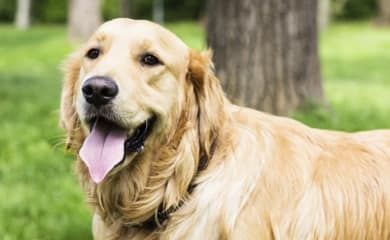 Pet friendly apartments in Littleton