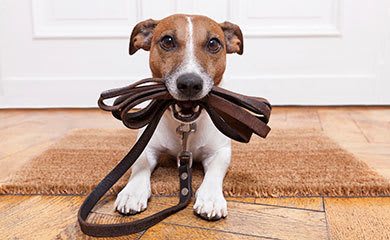 Pet friendly apartments in Littleton