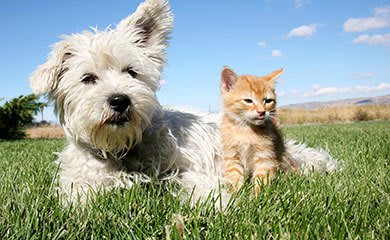 Pet friendly apartments in Dallas Texas