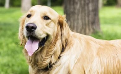 Pet friendly apartments in Houston