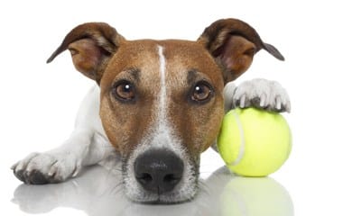 Pet friendly apartments in Houston