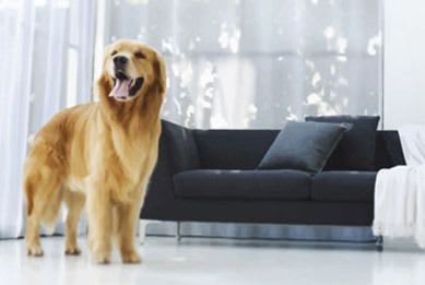 Pet friendly apartments are offered in Berkshire communities