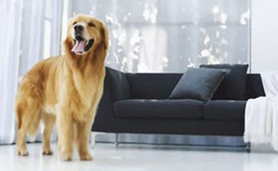 Pet friendly apartments in Tampa
