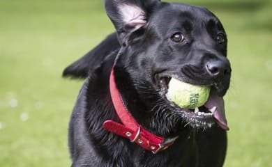 Pet friendly apartments in Houston Texas