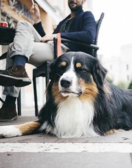 Pets are welcome at our luxury apartments