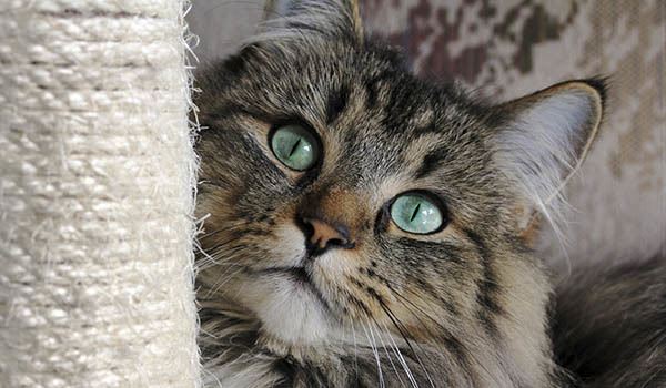 Creek Hill Apartments in Webster is a pet friendly community
