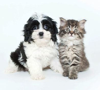 Orchard Estates in Mattydale is a pet friendly community