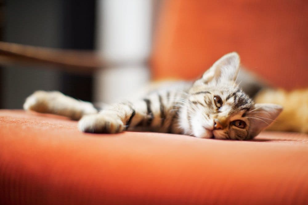 Cat friendly apartments at The Flats at Gladstone