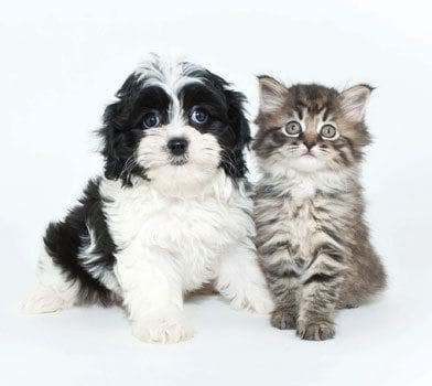 East Avenue Apartments offers pet friendly apartments in Rochester