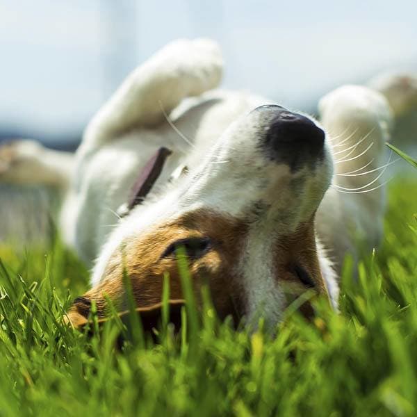 Hunter's Chase Apartments loves your pets