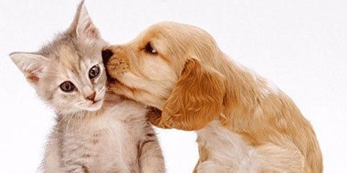 Pet friendly apartments for rent in Cleveland, OH