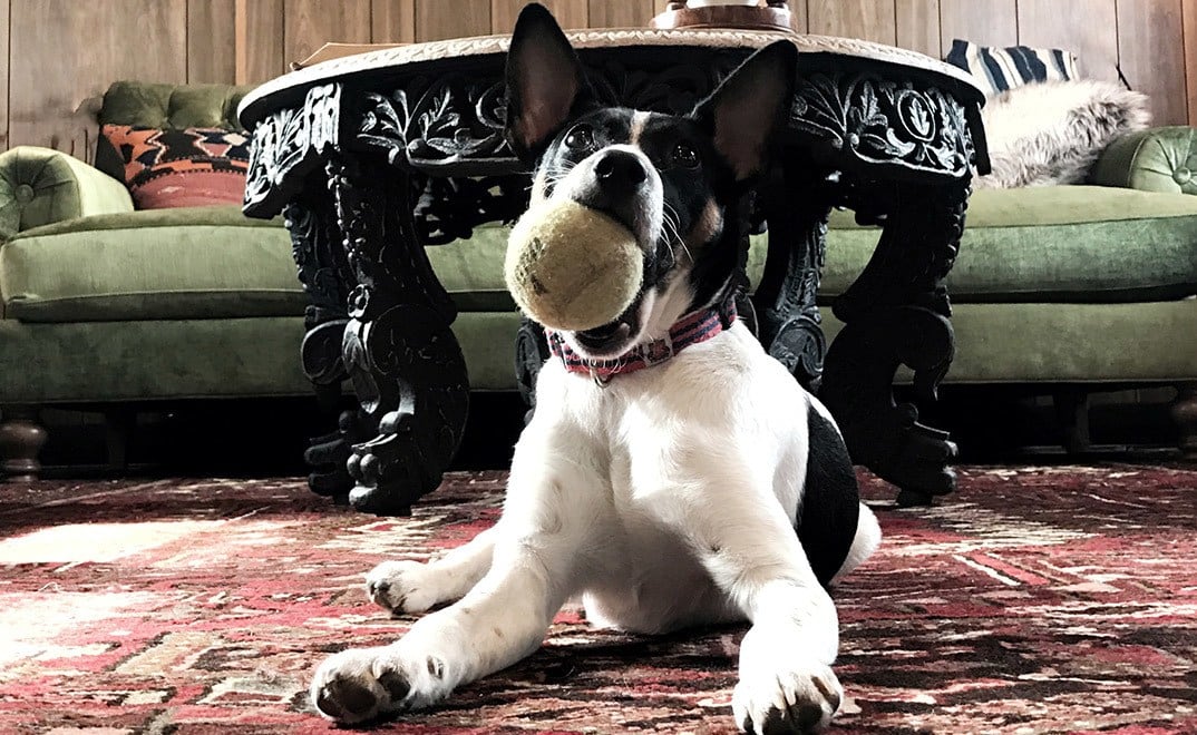 Pet friendly apartments in Nashville, Tennessee