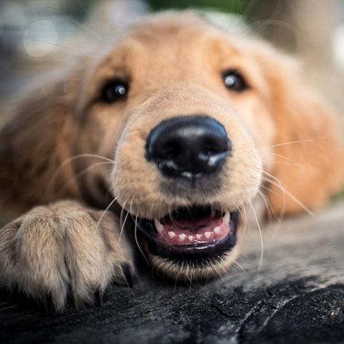 Pets are welcome at The Passage Apartments.