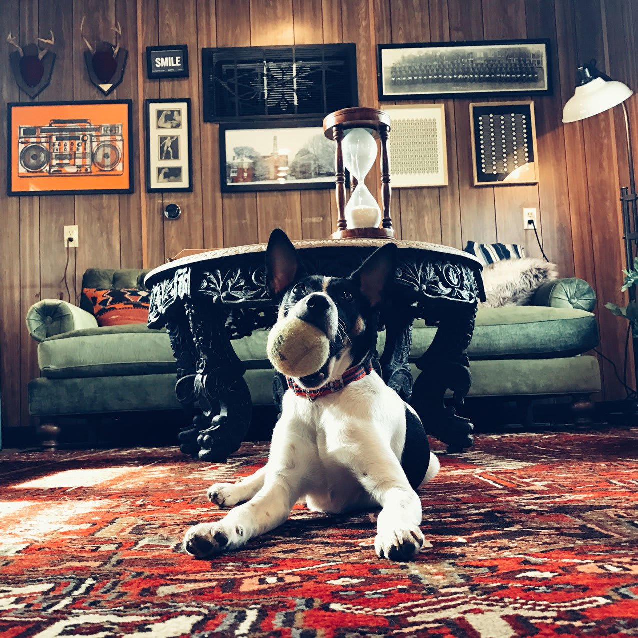 Pet friendly apartments in Chamblee, Georgia