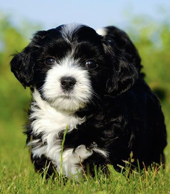 Pet friendly apartments in Irving