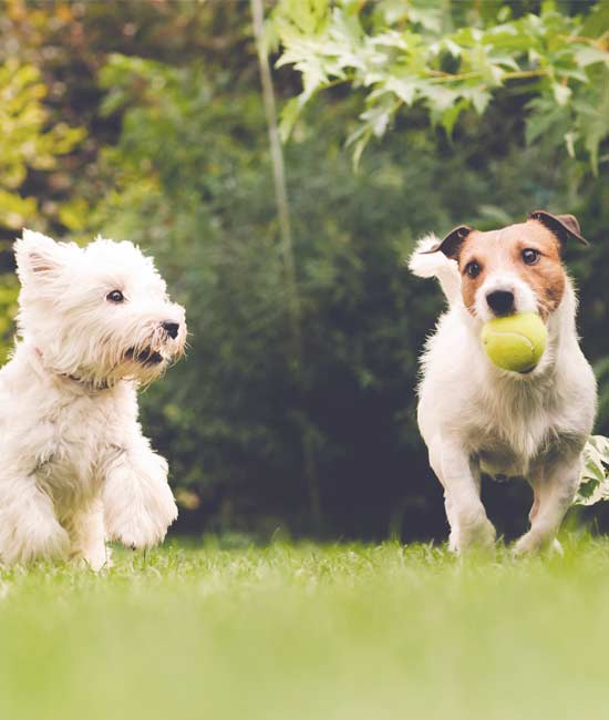 Pet-friendly apartments in Estero, FL