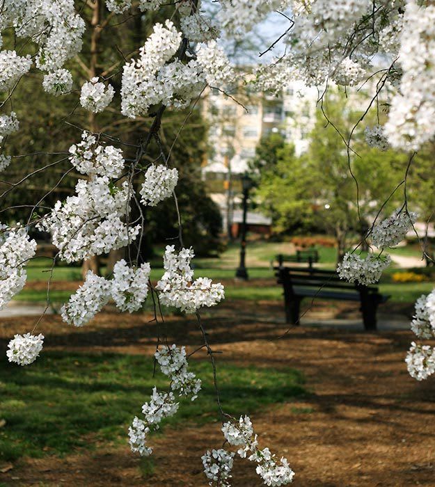 Northwest Raleigh Apartments Near William B Umstead State Park