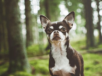 Pets are welcome at Heatherstone Apartments