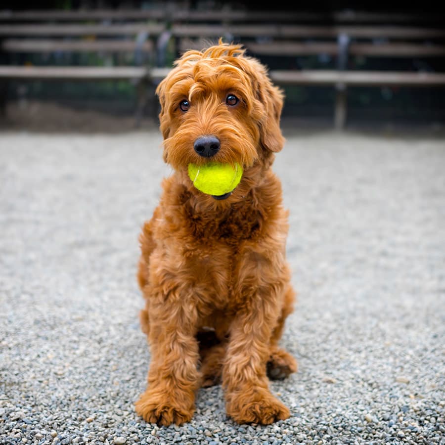 Resident pup with tennis ball at Renaissance Apartment Homes