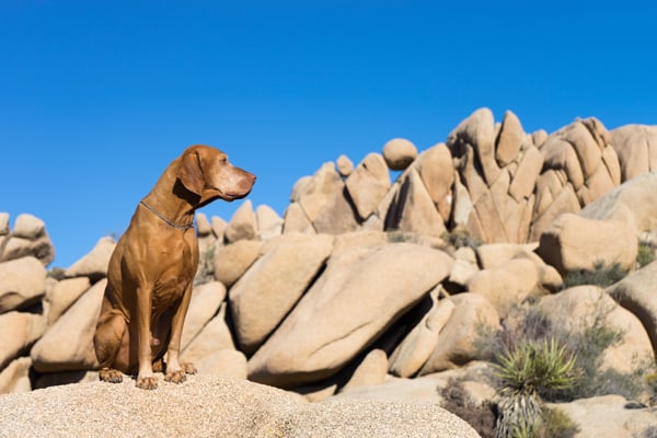 Dog on the rocks near Ascent at Silverado