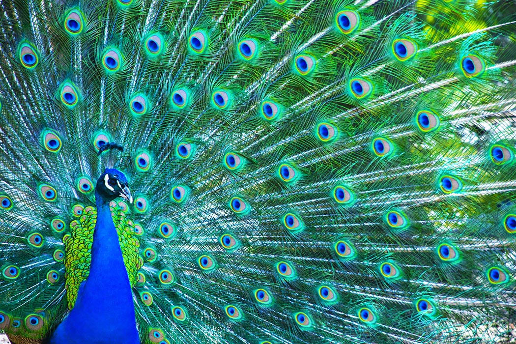 Peacock in the zoo near Lane Parke Apartments in Mountain Brook