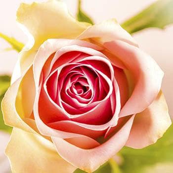 Gardening at our Senior Living Communities in AL, FL, GA, KS, MO, and SC