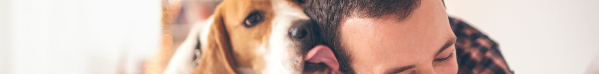Island Club Apartments is pet friendly