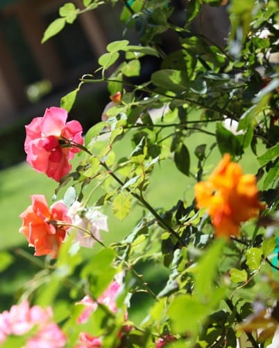 senior living community in Litchfield Park