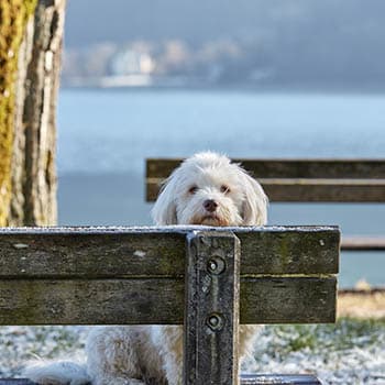 Pet friendly apartments in Oceanside