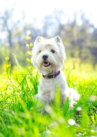 Pet friendly apartments in Sunnyvale