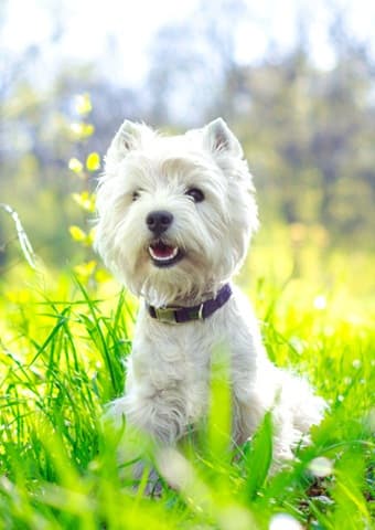 Pet friendly apartments in Carlsbad