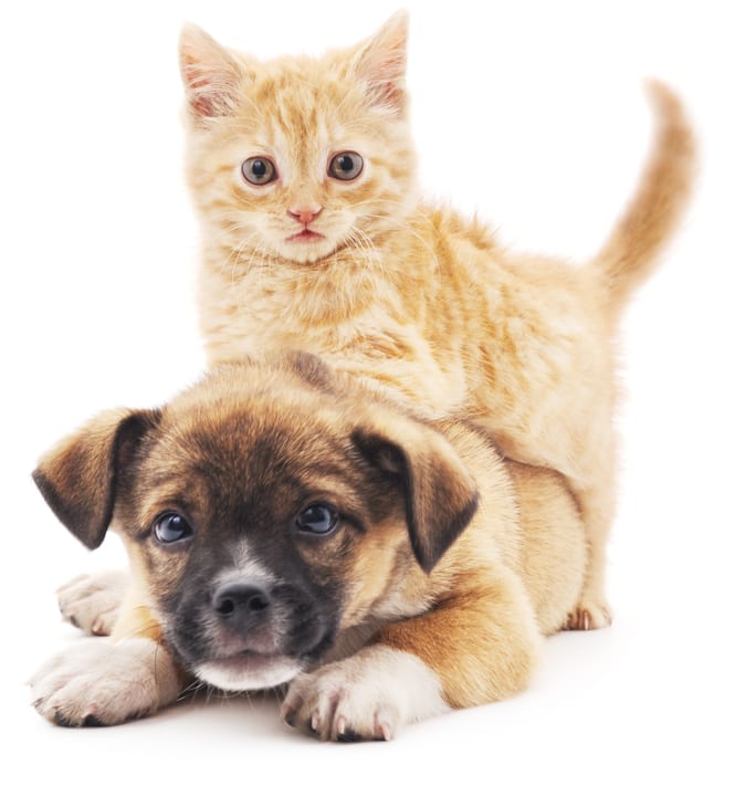 Kittens and puppies are favorites at Sofi Belmont Hills
