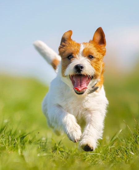 Our luxury apartments in Secaucus are pet friendly