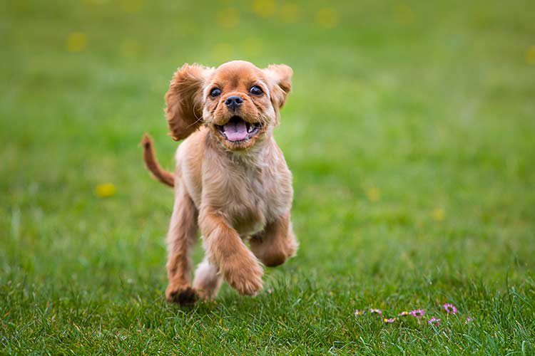 Resident pup playing outside at The Harper at Harmon Meadow in Secaucus