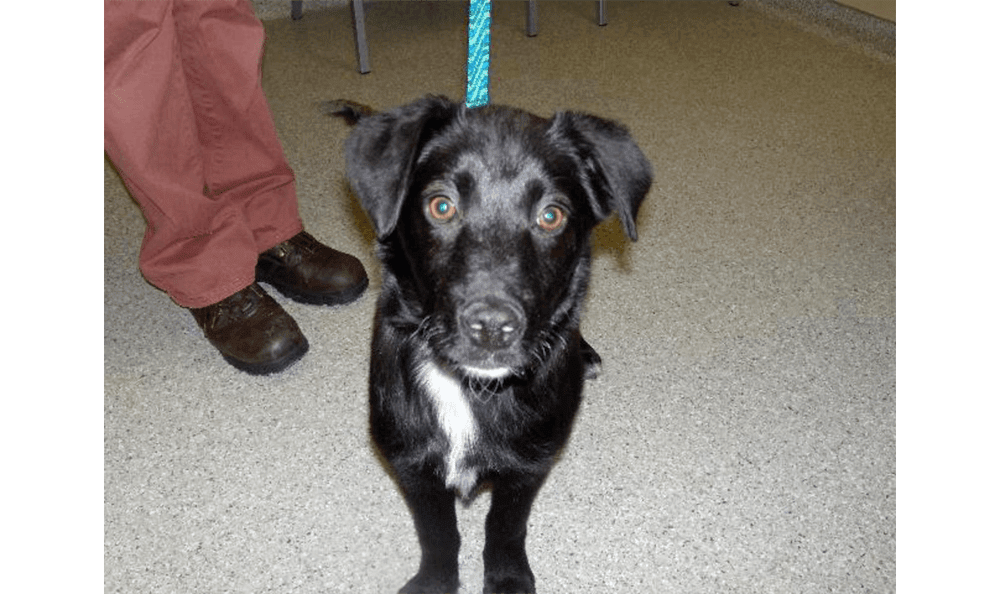 Pet Pictures All City Pet Care West