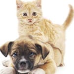 Dr. Katherine Fegan at Oley Valley Animal Clinic