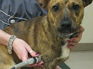 Laser therapy at Care Animal Hospital