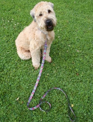 Obedience Counseling offered at Animal Hospital in Arvada