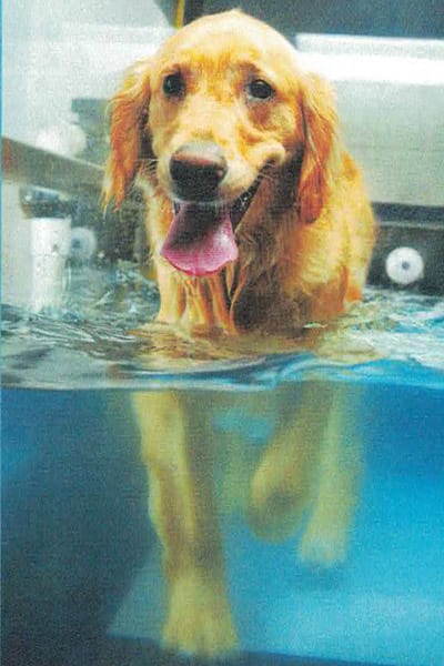 Canine Hydrotherapy in Eden Prairie, MN | Flying Cloud Animal Hospital