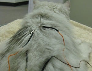 Acupuncture procedure at Memorial Cat Hospital