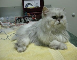 Acupuncture being performed at Memorial Cat Hospital