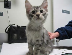 Cat ready for ultrasound at Memorial Cat Hospital