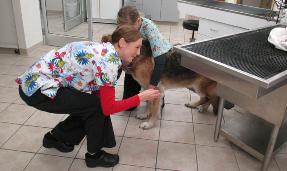 Our Hospital Augusta Valley Animal Hospital