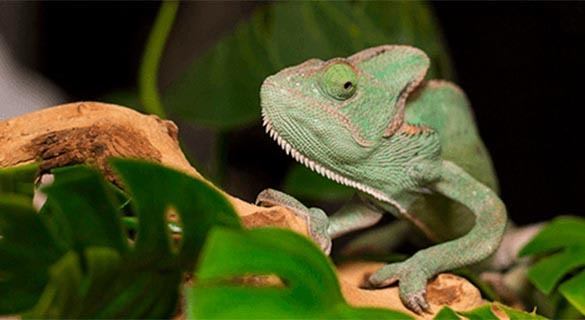 A chameleon will always make you feel like you're being watched at Veterinary Group of Chesterfield.