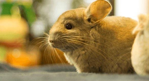 A cute little chinchilla sits and enjoys the fresh air at Veterinary Group of Chesterfield